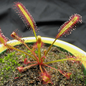 drosera capensis plantas carnivoras mundo venus