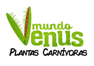 Mundo Venus