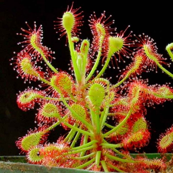 drosera madagascariensis