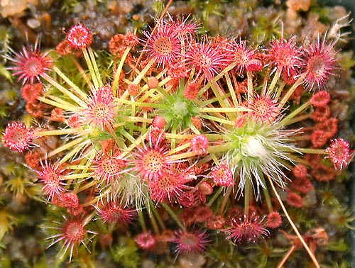 drosera occidentalis