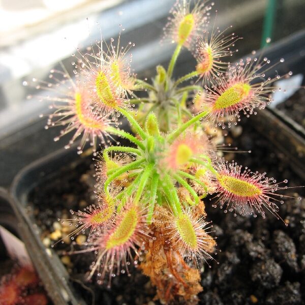 Drosera Scorpioides 1 drosera scorpioides