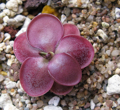 Pinguicula Moranensis F. Rosei 1 pinguicula moranensis rosei