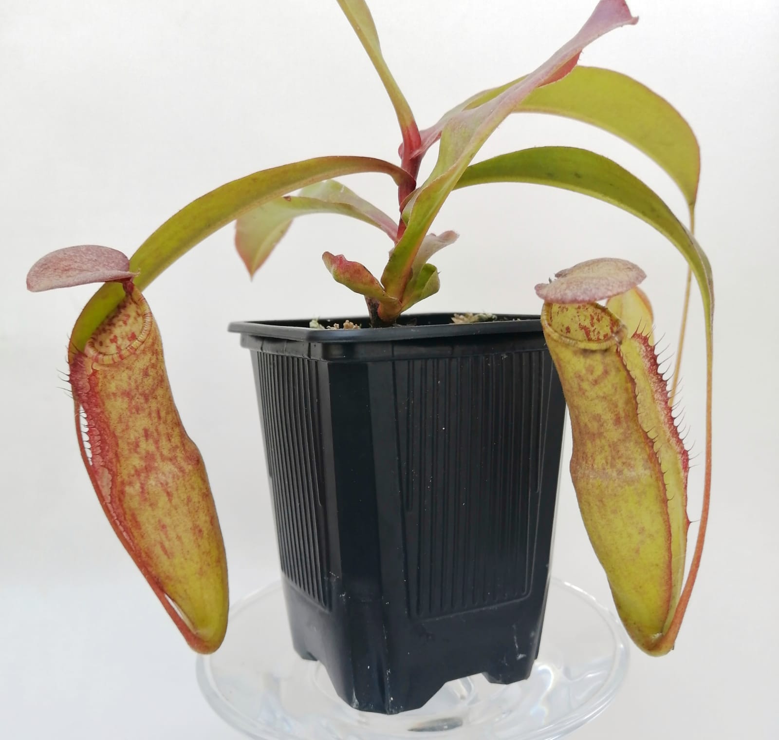 Nepenthes Effulgent Kotto 1 nepenthes effulgent kotto mundo venus