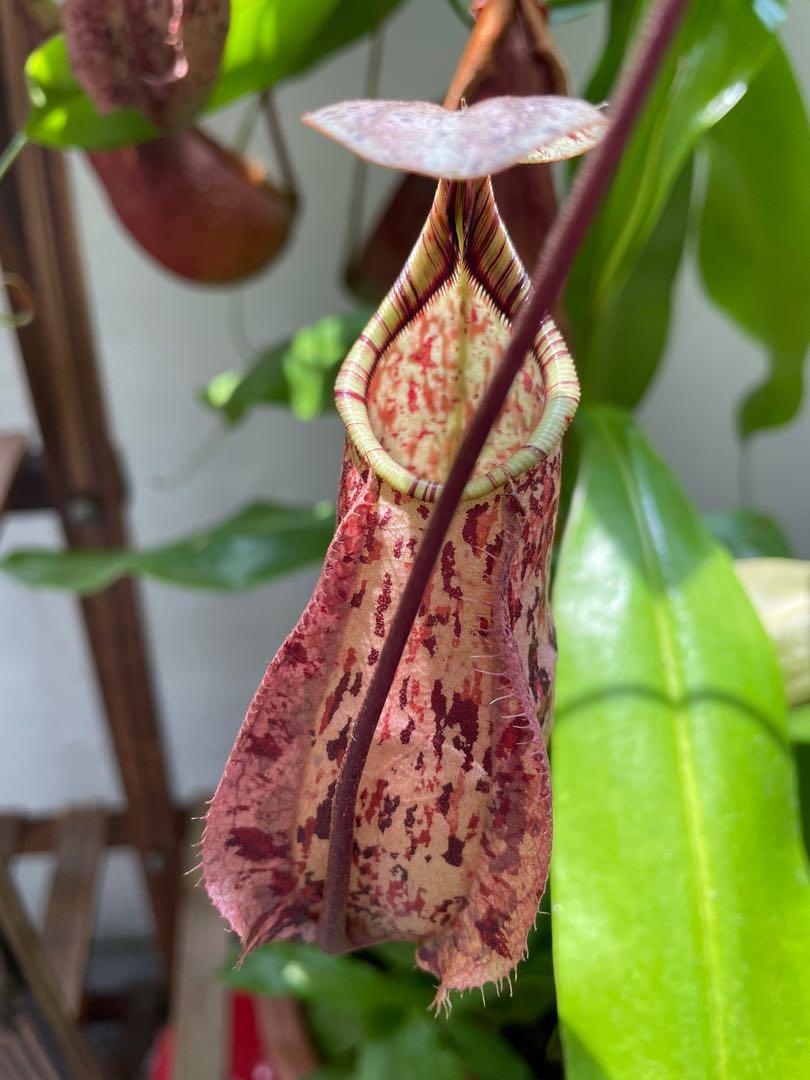 Nepenthes Raflesiana Kuching Squat Red 1 Nepenthes Raflesiana Kuching Squat Red