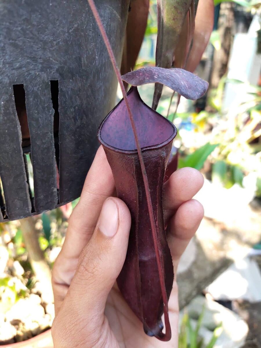 Nepenthes Mirabilis Black 1 nepenthes mirabilis black