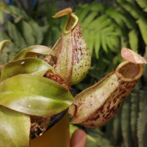 nepenthes xhokeriana