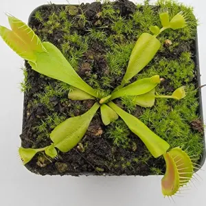 venus double trouble