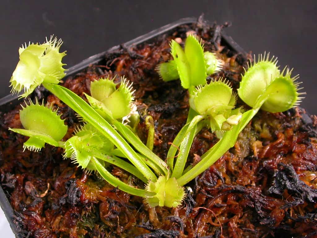 Venus master of disaster 1 venus master of disaster