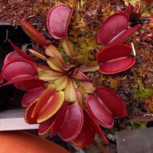 venus red micro teeth