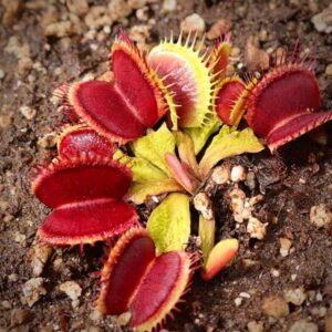 venus shup destruction